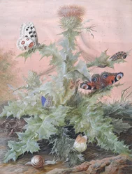 Insecten rond een distel, 1700